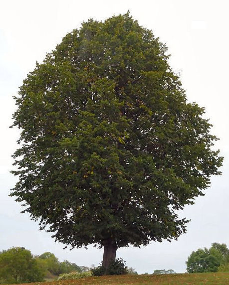 Baum in voller Größe